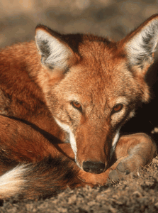 Haydon-et-al-2006-Nature Haydon et al Nature paper on Ethiopian Wolf
