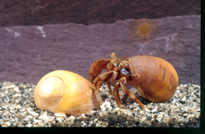 crabs feel pain and remember it
