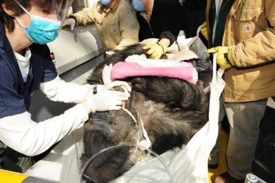 gorilla gets brain scan