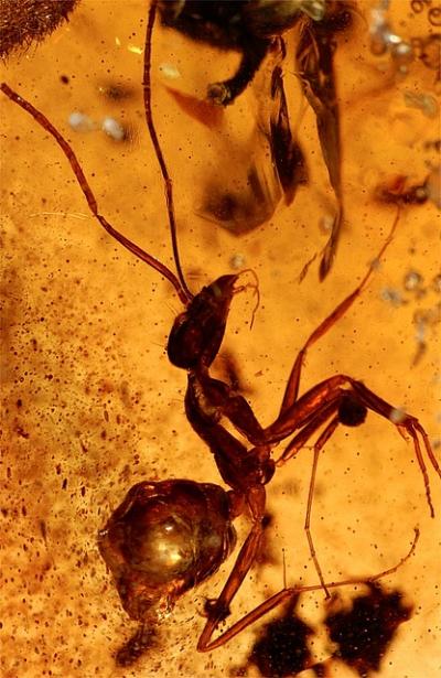This ant was trapped more than 50 million years ago and is still in a comparatively good shape. Credit: University of Bonn