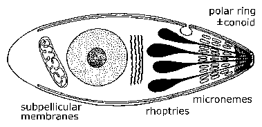 General Apicomplexan Structure and Life Cycle. Invasive and/or motile forms of apicomplexa exhibit distinctive ultrastructural features which can be seen with the electron microscope. At the very apical end is a ring of microtubules known as the polar ring. Sometimes an elaborate cytoskeletal structure known as the conoid is also seen. Small eliptical vesicles known as micronemes are also seen at this end as well as tear drop shaped organelles called rhoptries.