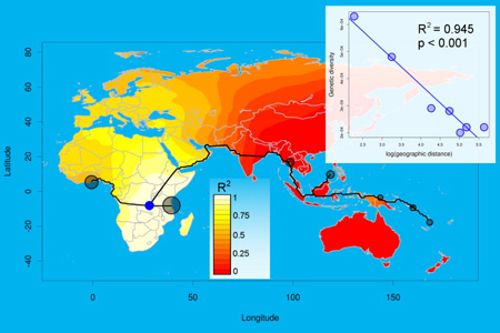 Map of Most Likely Origin for Plasmodium falciparum. Grey circles represent the geographic locations of the populations analyzed, with the surface of the circles proportional to within-population genetic diversity (θπ). The background color represents the strength of the correlation between geographic distance from various origins and genetic diversity, with light shades representing more likely origins. The best supported origin is indicated by a blue dot. We also represented the colonization routes from this origin through landmasses to all populations analyzed (see Experimental Procedures). The inset represents the correlation between geographic distance (measured as travel cost over friction routes) and genetic diversity for the best supported origin.