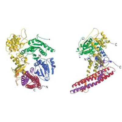 SNARE proteins. Nia Bryant