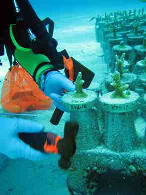 Eight-day undersea mission begins experiment to improve coral reef restoration