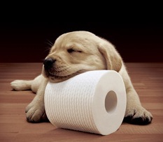dog and toilet roll
