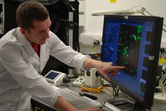 multi-photon laser scanning microscope