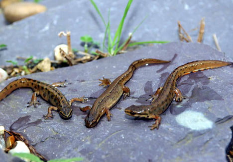 moving newts