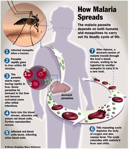 How malaria spreads