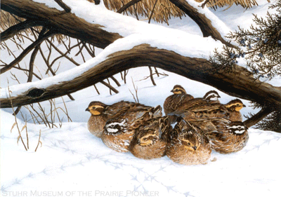 quail get fit by eating