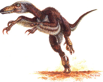 Dromaeosauridae - the raptors