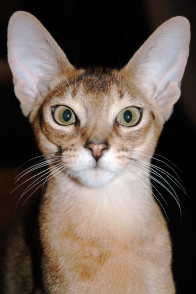 400px-Abyssinian_Cat_Portrait.Idsfa-780308.jpg