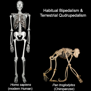 bipedalism