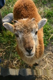 Soay sheep images