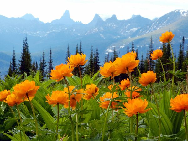 National Geographic - effects of global warming