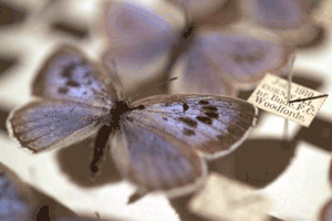 Large Blue butterfly