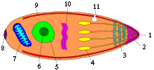 Apicomplexa lifecycle stages