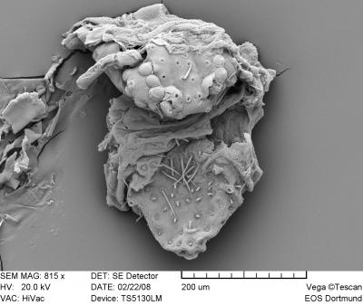 REM picture of tiny coccid dissolved from the amber. (c) University of Bonn