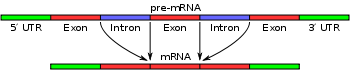 RNA splicing