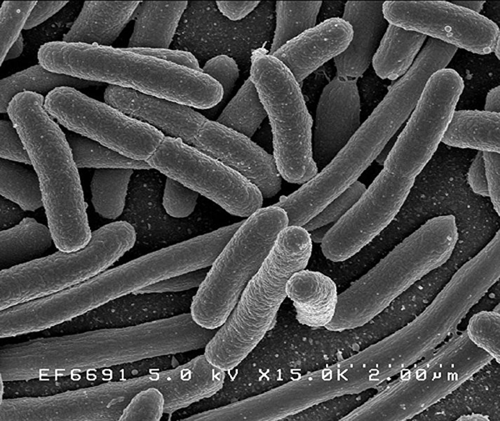 Escherichia coli: Scanning electron micrograph of Escherichia coli, grown in culture and adhered to a cover slip. Credit: Rocky Mountain Laboratories, NIAID, NIH