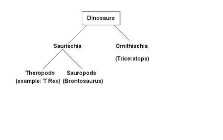 Dinosaur classification