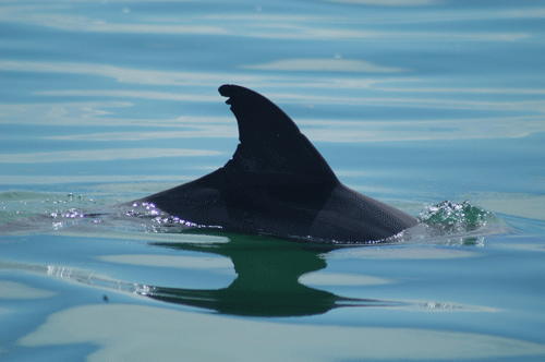 Mark recapture of dolphins