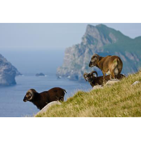 Soay sheep