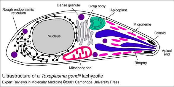 Toxopasma gondii genetic darabase