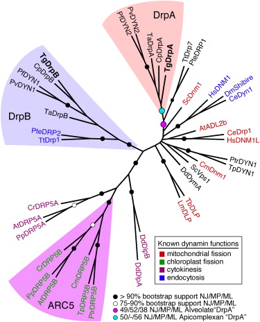 Markus Meissner paper on Toxoplasma gondii