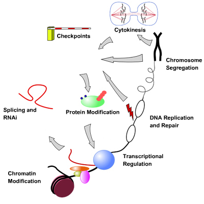 Wellcome Trust Centre for Gene Regulation and Expression