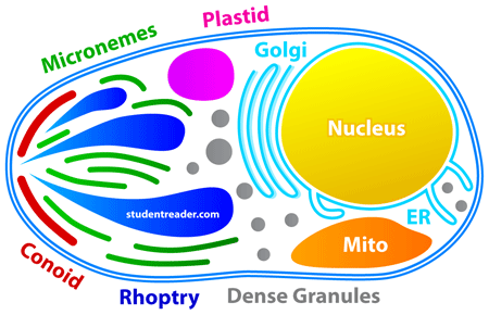 Apicomplexans