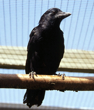 The New Caledonian crow is one of the few birds that probes for food with twigs