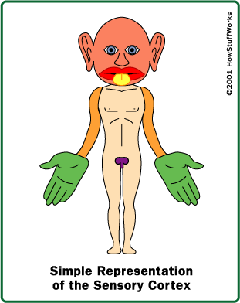 sensory homunculus