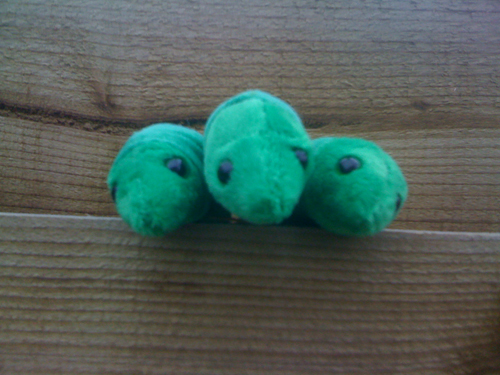 cuddly plasmodium