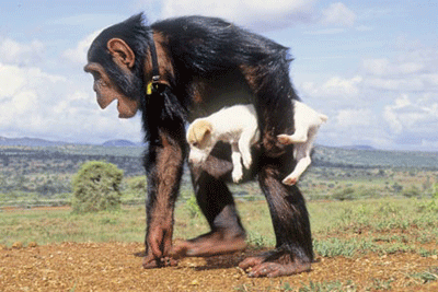 Chimpanzee makes friends with puppy