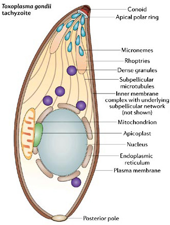 The Apicoplast: An Organelle with a Green Past