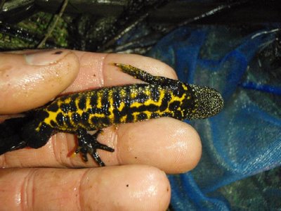 newt belly patterns