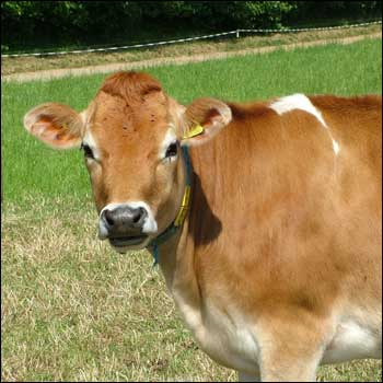 Jersey cow