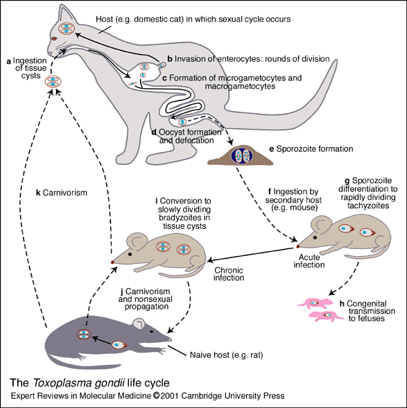 Toxopasma gondii lifecycle