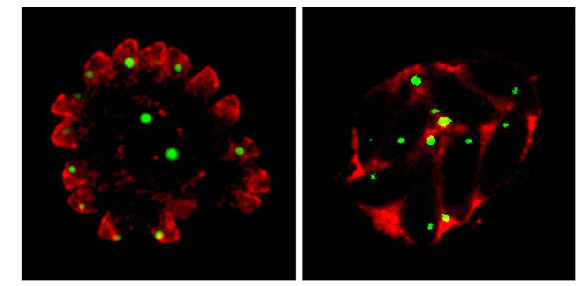 Markus Meissner. Shows the functional characterisation of the Dynamin-related protein B, that is required for biogenesis of unique secretory organelles(micronemes, rhoptries and dense granules).