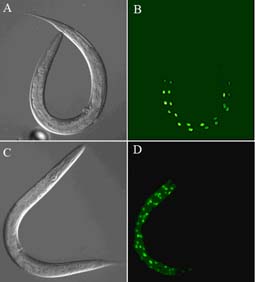 Iain Johnstone. Tissue-specific cell cycle control