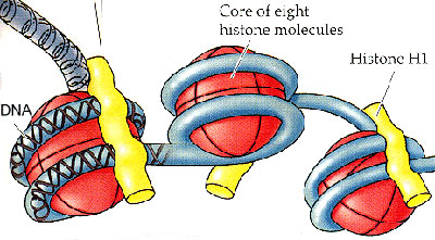 histones and the nucleosome