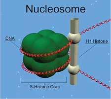 Nucleosome