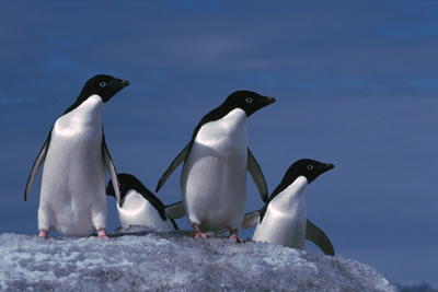 Sea ice loss directly affecting krill levels and penguin colonisation