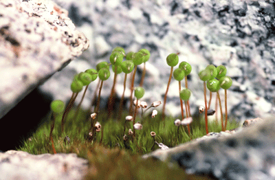 Rapid increase in plant communities across Antarctic Peninsula