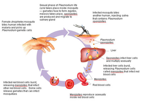 plasmodium lifecycle