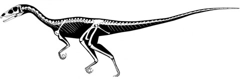 illustration of tawa skeleton This illustration depicts the complete Tawa hallae skeleton.
Credit: Sterling Nesbitt