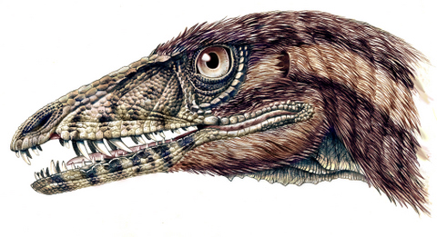 illustration of tawa skeleton This illustration depicts the complete Tawa hallae skeleton.
Credit: Sterling Nesbitt