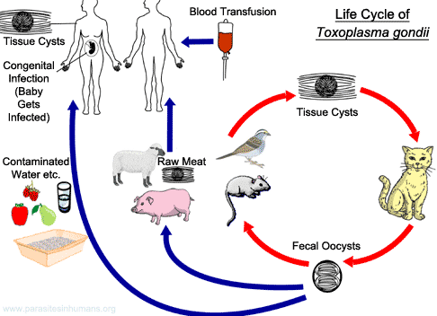 Toxoplasma Gondii lifecycle