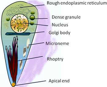 Toxoplasma gondii